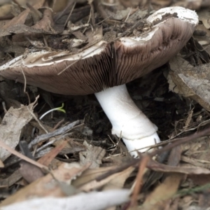 Agaricus sp. at Scullin, ACT - 8 Apr 2020