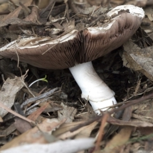 Agaricus sp. at Scullin, ACT - 8 Apr 2020 11:35 AM