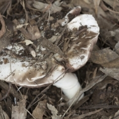 Agaricus sp. at Scullin, ACT - 8 Apr 2020 11:35 AM