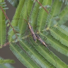 Rayieria acaciae (Acacia-spotting bug) at Scullin, ACT - 8 Apr 2020 by AlisonMilton
