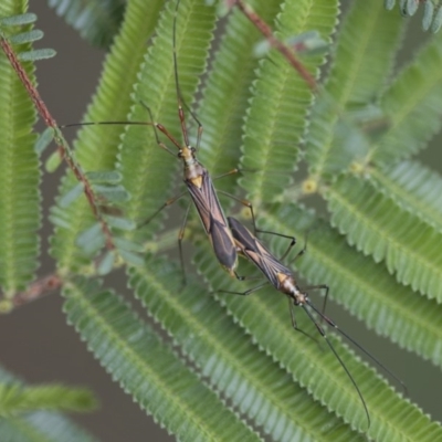 Rayieria acaciae (Acacia-spotting bug) at Scullin, ACT - 8 Apr 2020 by AlisonMilton
