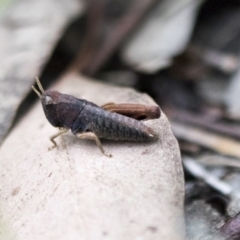 Acrididae sp. (family) (Unidentified Grasshopper) at Scullin, ACT - 8 Apr 2020 by AlisonMilton