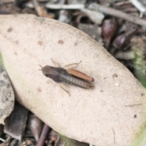 Acrididae sp. (family) at Scullin, ACT - 8 Apr 2020