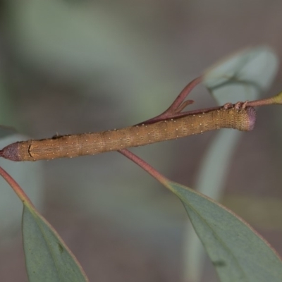 Lepidoptera unclassified IMMATURE (caterpillar or pupa or cocoon) at Scullin, ACT - 8 Apr 2020 by AlisonMilton