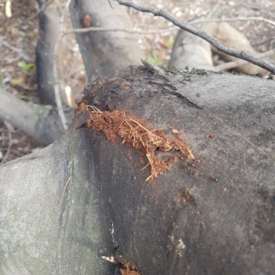 Papyrius nitidus (Shining Coconut Ant) at Paddys River, ACT - 11 Apr 2020 by nath_kay