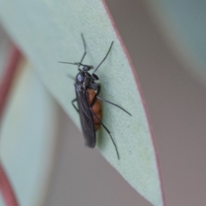 Sciaridae sp. (family) at Scullin, ACT - 8 Apr 2020