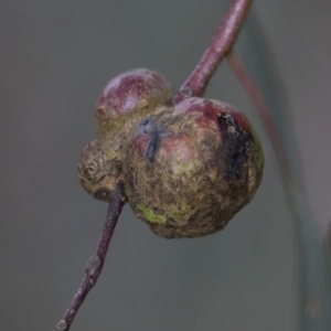 Eucalyptus insect gall at Higgins, ACT - 8 Apr 2020