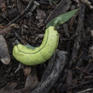 Fergusonina sp. (genus) at Scullin, ACT - 6 Apr 2020