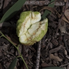 Fergusonina sp. (genus) at Scullin, ACT - 6 Apr 2020