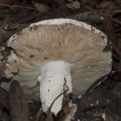 Unidentified Fungus at Higgins, ACT - 5 Apr 2020 by Alison Milton