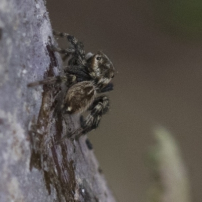 Maratus griseus (Jumping spider) at Higgins, ACT - 9 Apr 2020 by AlisonMilton