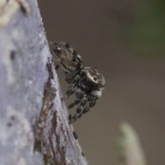 Maratus griseus at Higgins, ACT - 9 Apr 2020