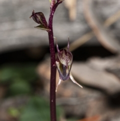 Acianthus exsertus (Large Mosquito Orchid) at Hackett, ACT - 9 Apr 2020 by DerekC