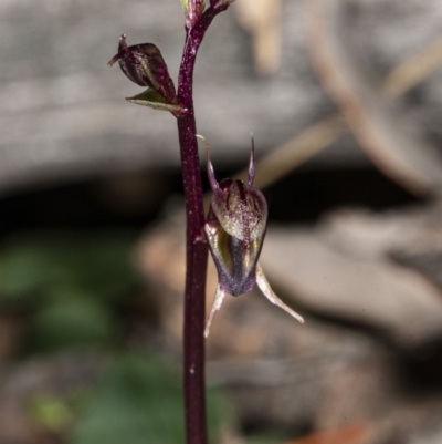 Acianthus exsertus (Large Mosquito Orchid) at Hackett, ACT - 9 Apr 2020 by DerekC