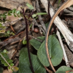 Acianthus exsertus at Hackett, ACT - 9 Apr 2020