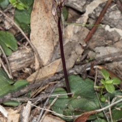 Acianthus exsertus at Hackett, ACT - 9 Apr 2020