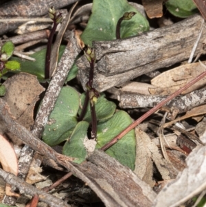 Acianthus exsertus at Hackett, ACT - 9 Apr 2020