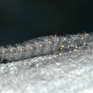 Porrostoma sp. (genus) at Majura, ACT - 10 Apr 2020