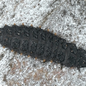 Porrostoma sp. (genus) at Majura, ACT - 10 Apr 2020