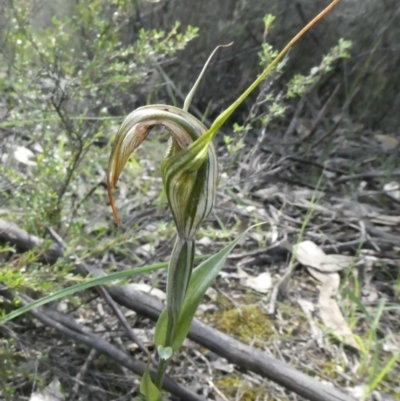 Diplodium ampliatum (Large Autumn Greenhood) at Tuggeranong Hill - 10 Apr 2020 by Owen