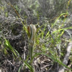 Diplodium ampliatum at Theodore, ACT - suppressed