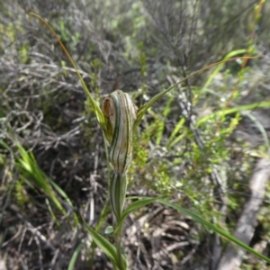 Diplodium ampliatum at Theodore, ACT - suppressed