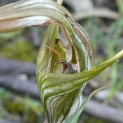 Diplodium ampliatum at Theodore, ACT - 10 Apr 2020