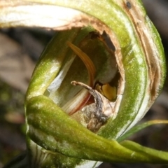 Diplodium ampliatum at Theodore, ACT - 10 Apr 2020