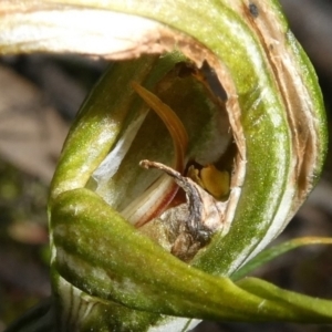 Diplodium ampliatum at Theodore, ACT - suppressed