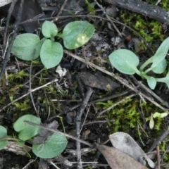 Diplodium ampliatum at Theodore, ACT - 10 Apr 2020