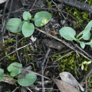 Diplodium ampliatum at Theodore, ACT - suppressed