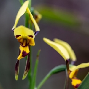 Diuris sulphurea at Budawang, NSW - suppressed