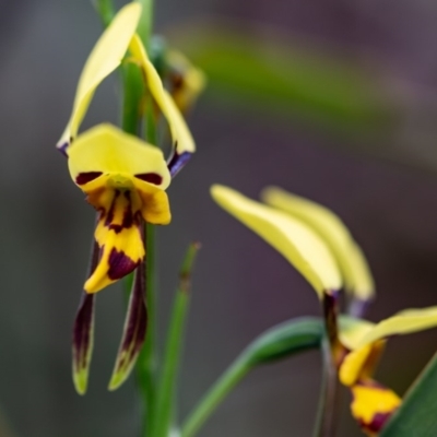 Diuris sulphurea (Tiger Orchid) at Budawang, NSW - 5 Nov 2019 by SthTallagandaSurvey