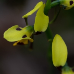 Diuris sulphurea at Budawang, NSW - suppressed