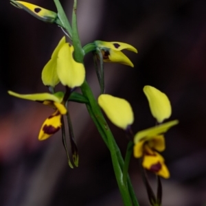 Diuris sulphurea at Budawang, NSW - suppressed