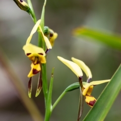 Diuris sulphurea at Budawang, NSW - suppressed