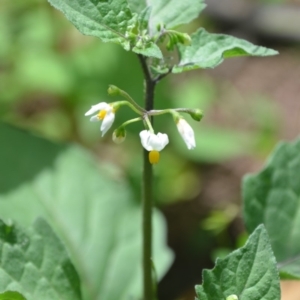 Solanum sp. at Surf Beach, NSW - 27 Mar 2020