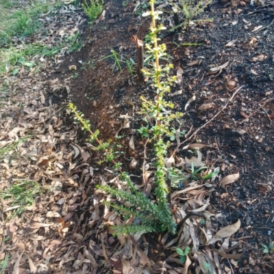 Bursaria spinosa (Native Blackthorn, Sweet Bursaria) at Surf Beach, NSW - 27 Mar 2020 by LyndalT