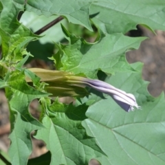 Datura stramonium (Common Thornapple) at Surf Beach, NSW - 3 May 2020 by LyndalT