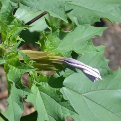 Datura stramonium (Common Thornapple) at Surf Beach, NSW - 3 May 2020 by LyndalT