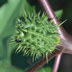 Datura stramonium at Surf Beach, NSW - 3 May 2020 05:02 PM