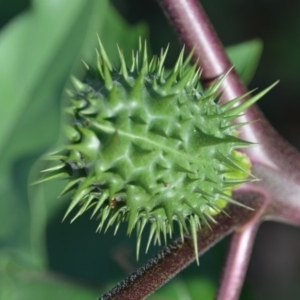 Datura stramonium at Surf Beach, NSW - 3 May 2020