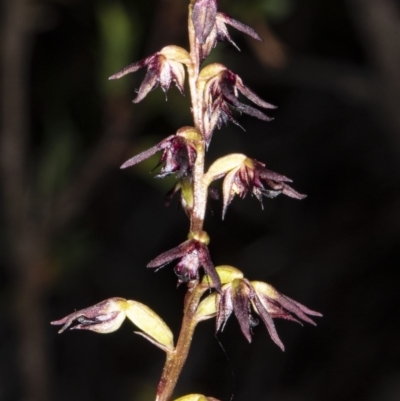 Corunastylis clivicola (Rufous midge orchid) at Bruce, ACT - 9 Apr 2020 by DerekC