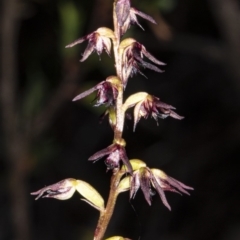 Corunastylis clivicola (Rufous midge orchid) at Point 5815 - 9 Apr 2020 by DerekC