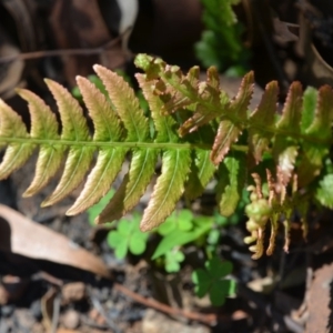 Blechnum neohollandicum at Surf Beach, NSW - 20 Mar 2020