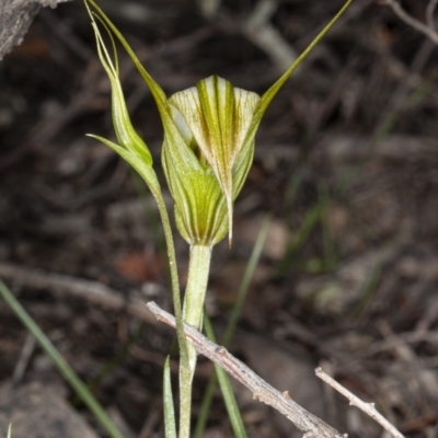 Diplodium ampliatum (Large Autumn Greenhood) at Bruce, ACT - 9 Apr 2020 by DerekC