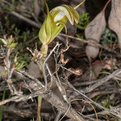 Diplodium ampliatum at Point 5815 - 9 Apr 2020