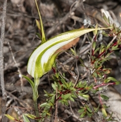 Diplodium ampliatum at Point 5815 - 9 Apr 2020