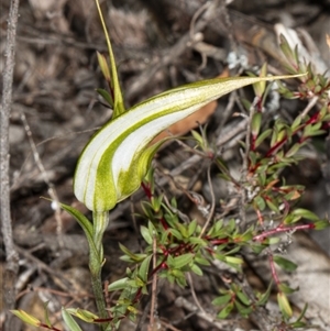 Diplodium ampliatum at Point 5815 - 9 Apr 2020