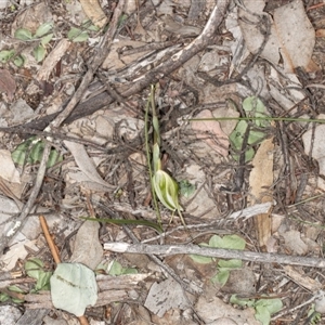 Diplodium ampliatum at Point 5815 - 9 Apr 2020